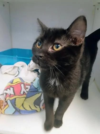 A young small-sized female Domestic Short Hair cat named Grace for adoption in Beatrice, NE
