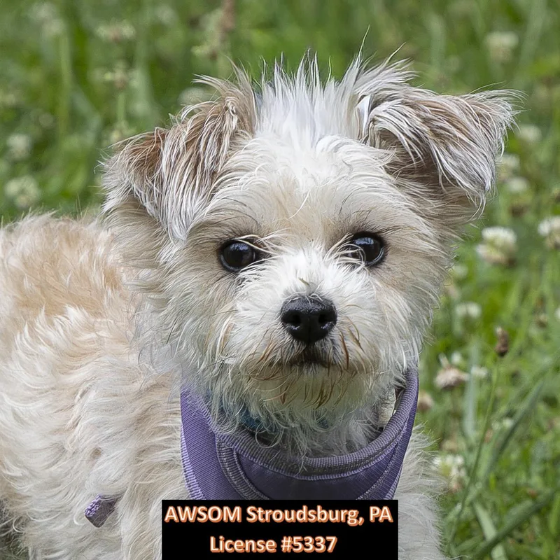 A young small-sized female White / Cream Shih Tzu dog named Rubi for adoption in Stroudsburg, PA
