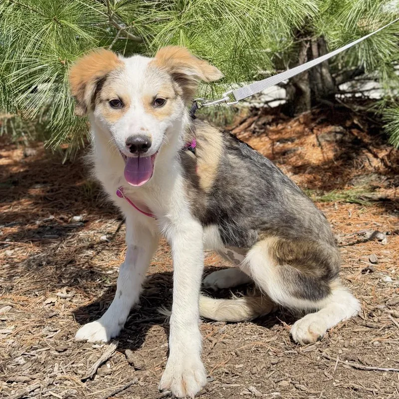 A baby small-sized female Black Shepherd dog named Kahlua for adoption in East Hampton, NY