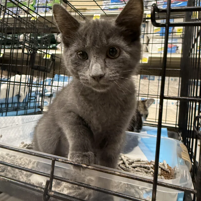 A baby medium-sized female Gray / Blue / Silver Russian Blue cat named Dash for adoption in Fresno, CA