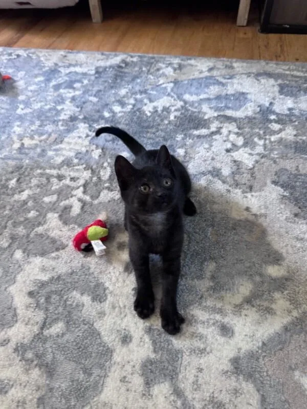 A young medium-sized female Black Domestic Short Hair cat named Stormy for adoption in North Babylon, NY
