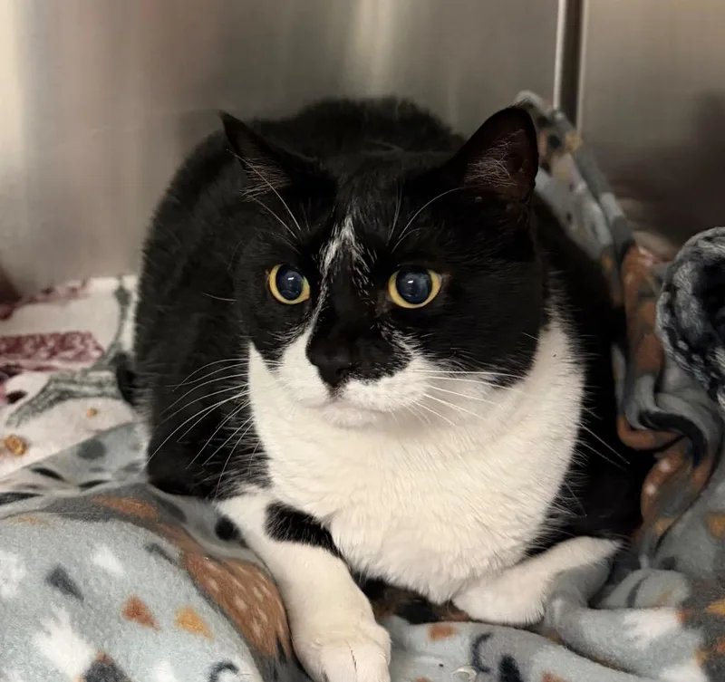An adult small-sized female Domestic Short Hair cat named Chloe Chorizo for adoption in Ocala, FL