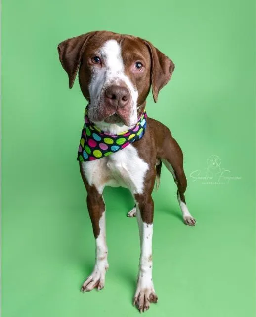 An adult large-sized male Hound dog named Jasper for adoption in Princeton, MA