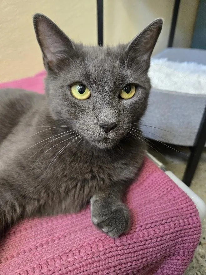 A young medium-sized female Gray / Blue / Silver Domestic Short Hair cat named Cherry for adoption in New Rochelle, NY