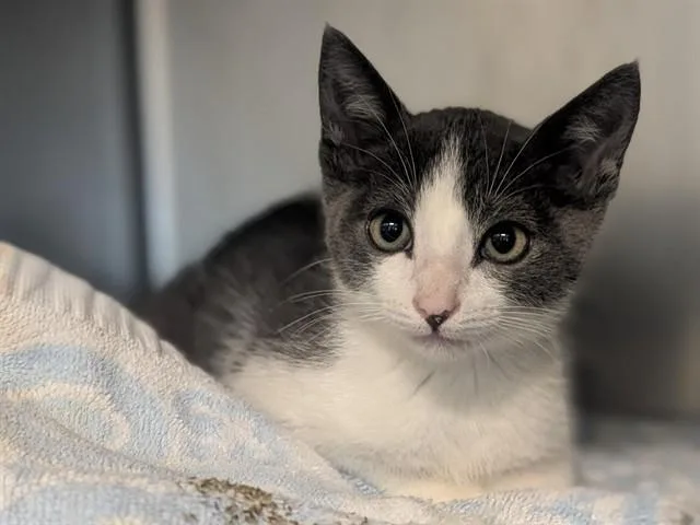 A baby small-sized male Domestic Short Hair cat named Felix for adoption in Palo Alto, CA