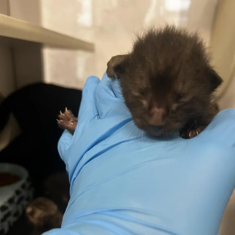 A baby small-sized male Black Domestic Short Hair cat named Ash for adoption in Lake Jackson, TX