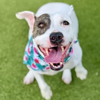 An adult medium-sized female Mixed Breed dog named Snow for adoption in Largo, FL