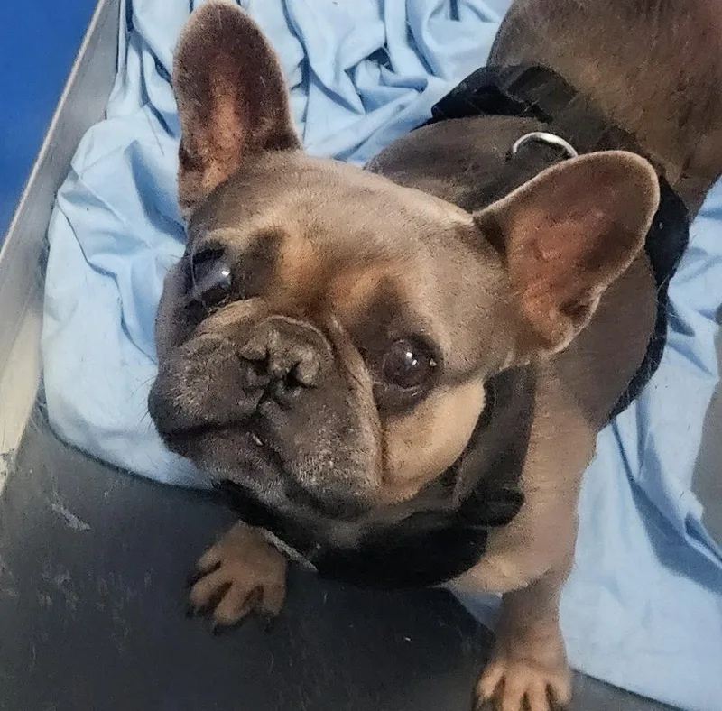 An adult small-sized male French Bulldog dog named Paco for adoption in Oakland Park, FL