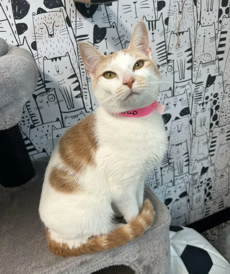 Buttercup thumbnail 2