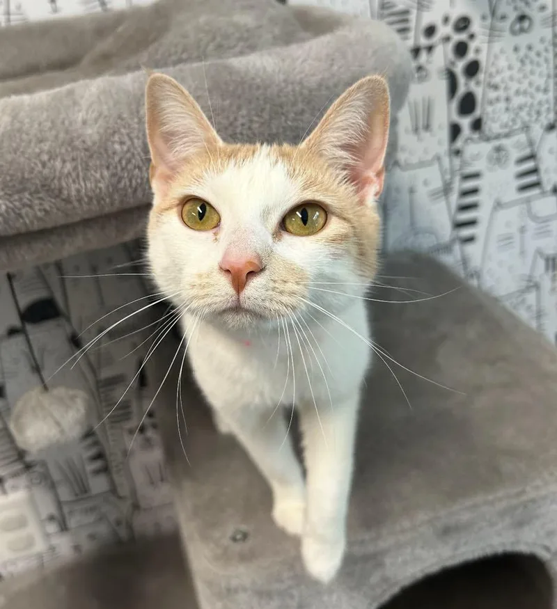 Buttercup thumbnail 3