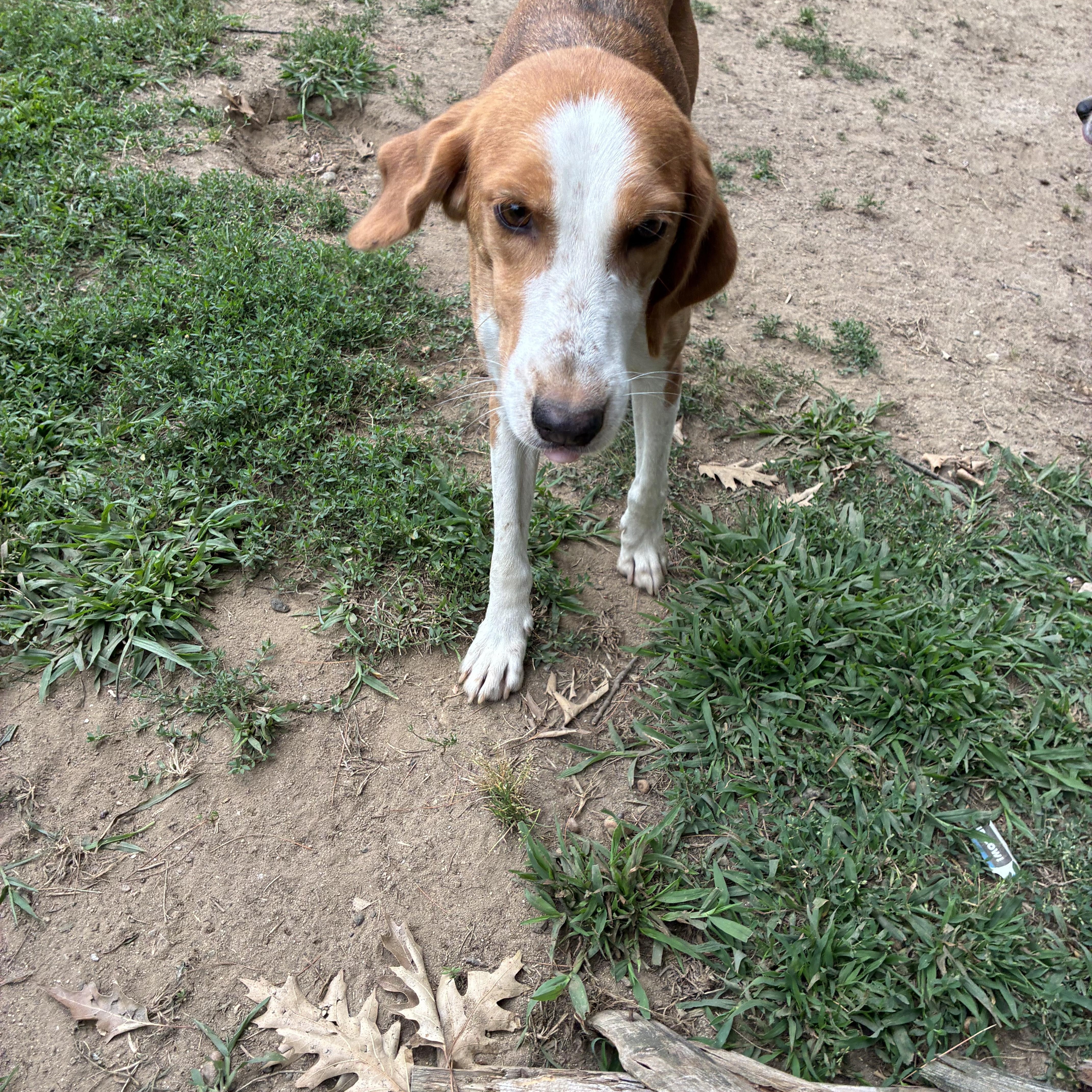 A young medium-sized female American Foxhound dog named Milly for adoption in Mechanic Falls, ME