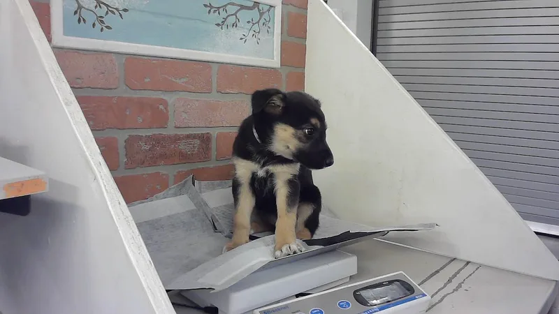 A baby small-sized female Labrador Retriever dog named Sera for adoption in Houston, TX