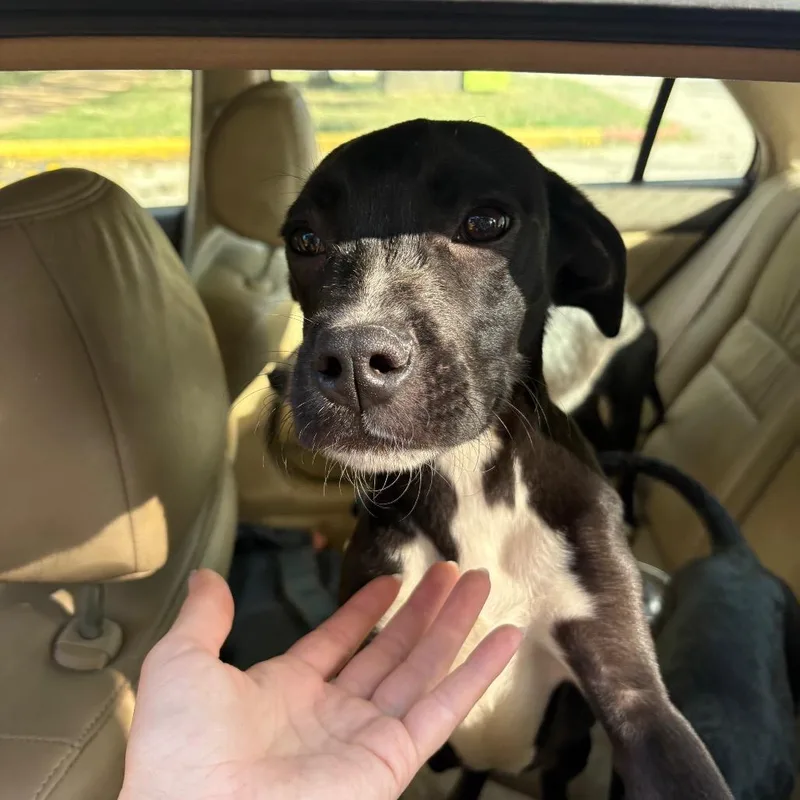 A young small-sized male Black Mixed Breed dog named Phineas Flynn for adoption in Austin, TX