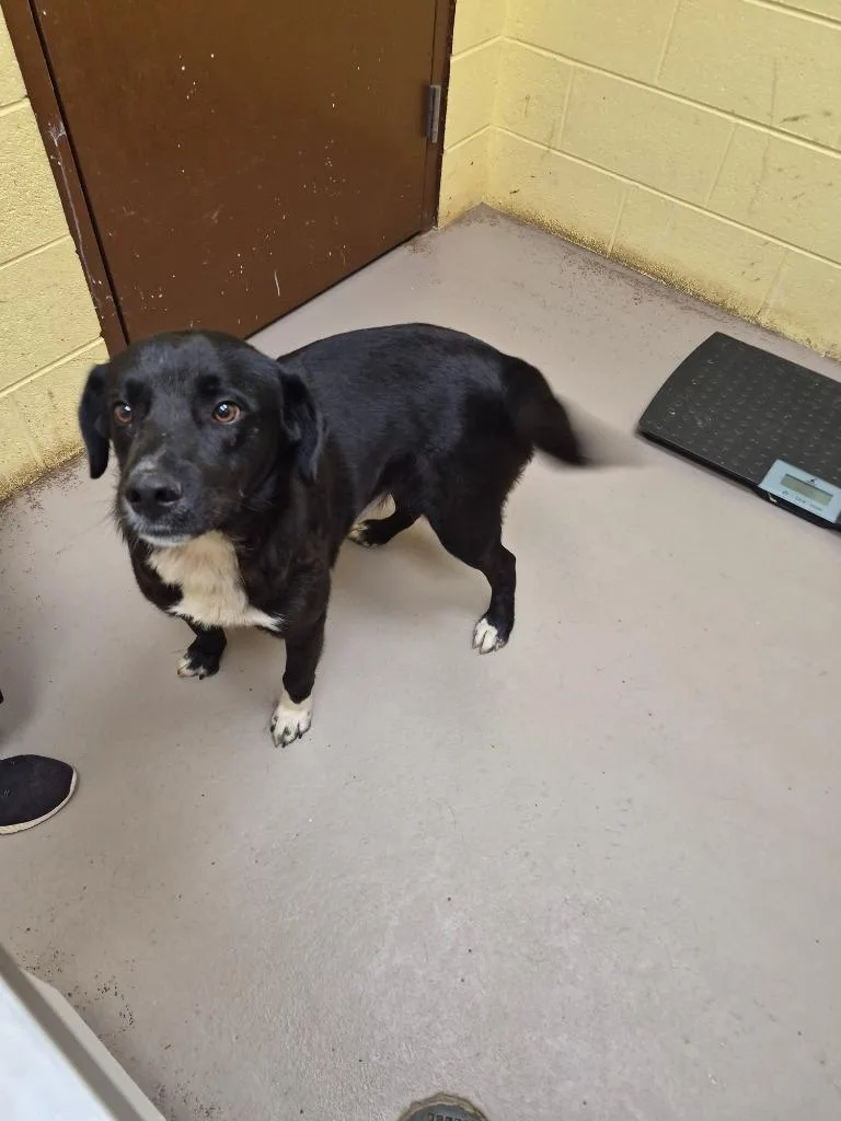 A young medium-sized male Border Collie dog named Sven for adoption in Crossville, TN