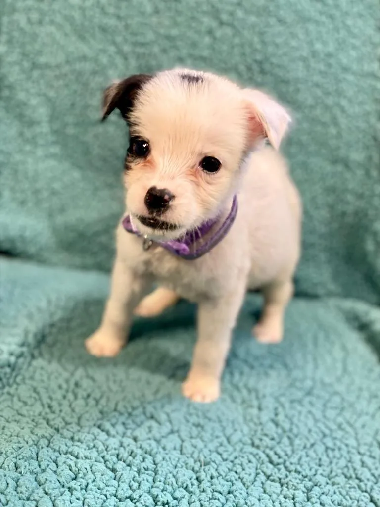 A baby medium-sized female Australian Shepherd dog named Misty for adoption in Urbandale, IA