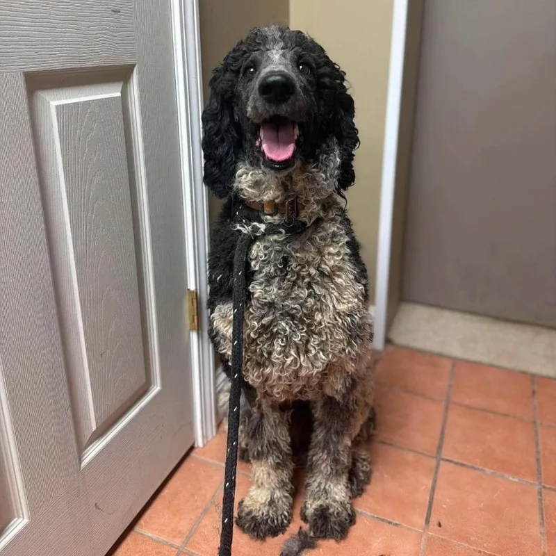 An adult large-sized male Black Standard Poodle dog named McDreamy for adoption in Alexandria, VA