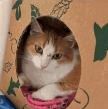 An adult medium-sized female Tabby (Orange / Red) Domestic Short Hair cat named Zuzu for adoption in Cincinnati, OH