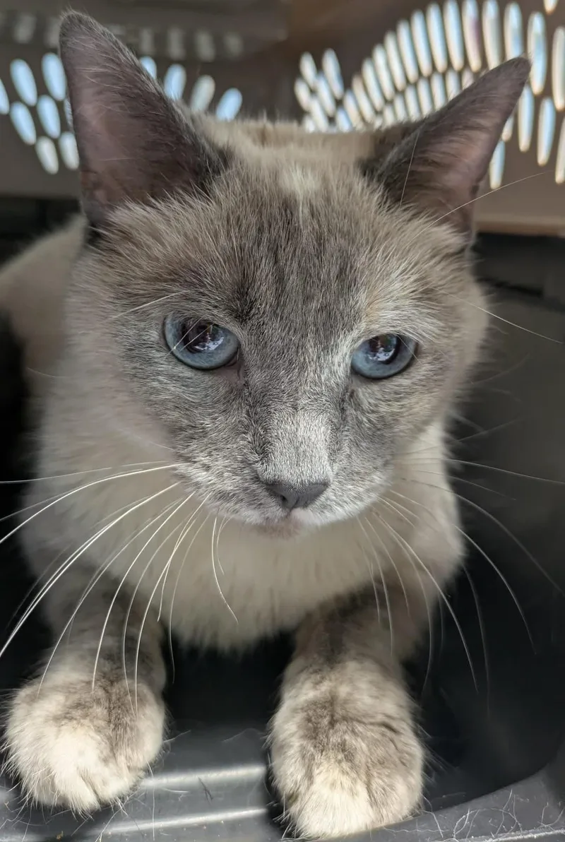 An adult medium-sized female Gray / Blue / Silver Dilute Tortoiseshell cat named Lucy for adoption in Fairborn, OH
