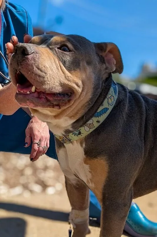 An adult large-sized male Gray / Blue / Silver Mixed Breed dog named Ringo for adoption in Cincinnati, OH
