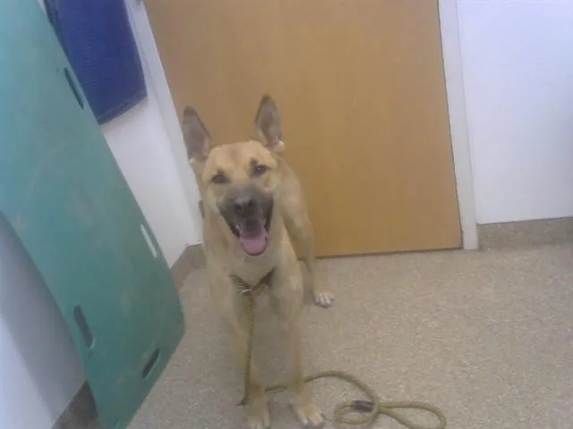 An adult small-sized male Labrador Retriever dog named Chevy for adoption in Albuquerque, NM