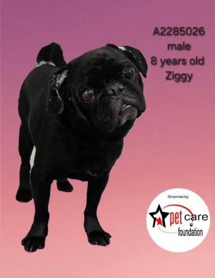 Ziggy