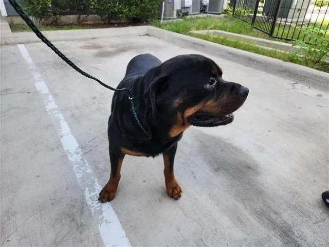 An adult large-sized male Rottweiler dog named A for adoption in Houston, TX