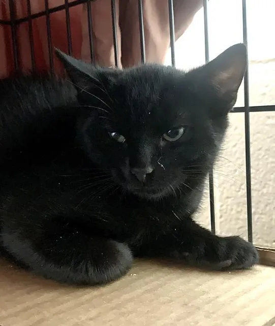 An adult small-sized male Domestic Short Hair cat named Flanders for adoption in Berlin, MD