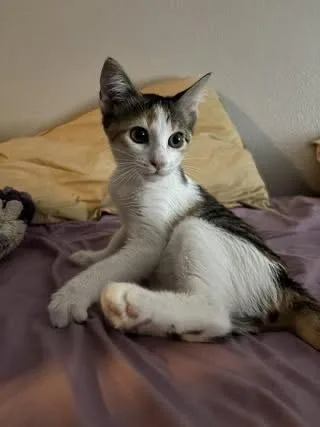 A baby small-sized female Domestic Short Hair cat named Bonnie for adoption in Colorado Springs, CO