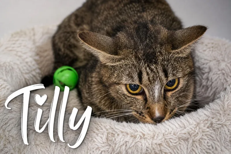 A young medium-sized female Tabby cat named Tilly for adoption in Greenville, DE