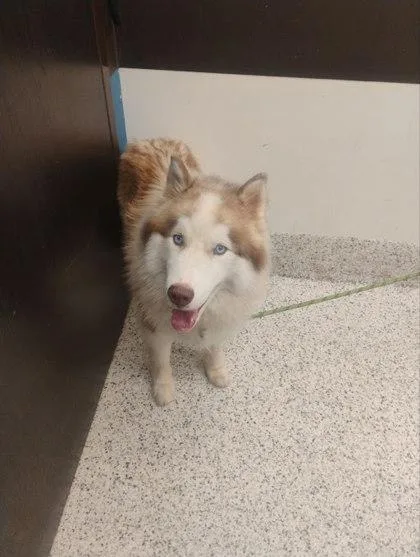 An adult large-sized male Alaskan Malamute dog named Snowcap for adoption in Atlanta, GA