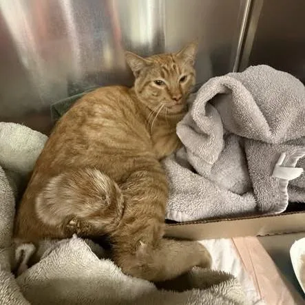 An adult large-sized male Orange / Red Domestic Short Hair cat named Wagsstray for adoption in Westminster, CA