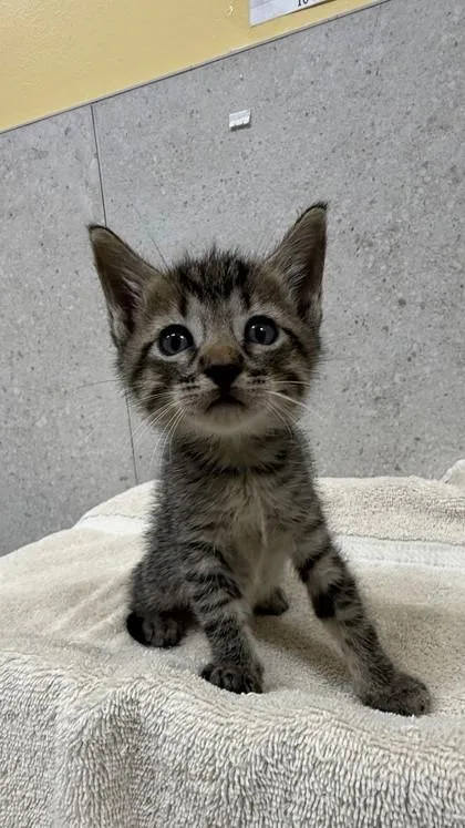 A baby small-sized male Domestic Short Hair cat named Gary for adoption in Honolulu, HI