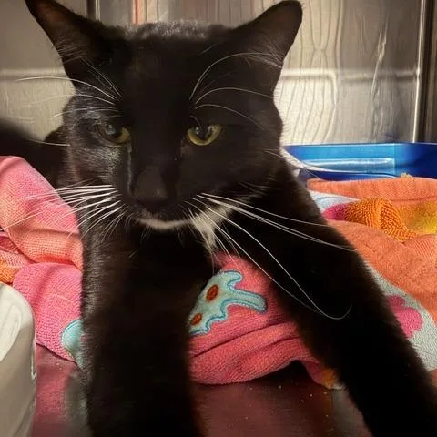 A young medium-sized male Domestic Short Hair cat named Randy for adoption in Cumming, GA