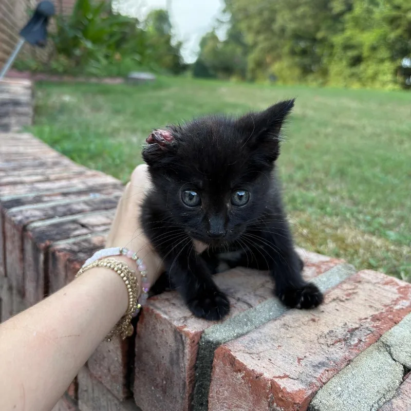 A baby small-sized female Black Domestic Short Hair cat named Maggie for adoption in Odenville, AL