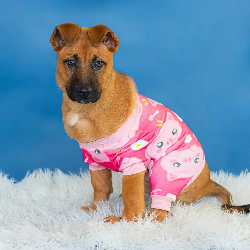 A young medium-sized female Brown / Chocolate Shepherd dog named Nela for adoption in Newark, DE