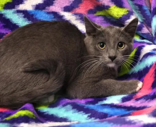 A young medium-sized male Exotic Shorthair cat named Nolan for adoption in Thief River Falls, MN