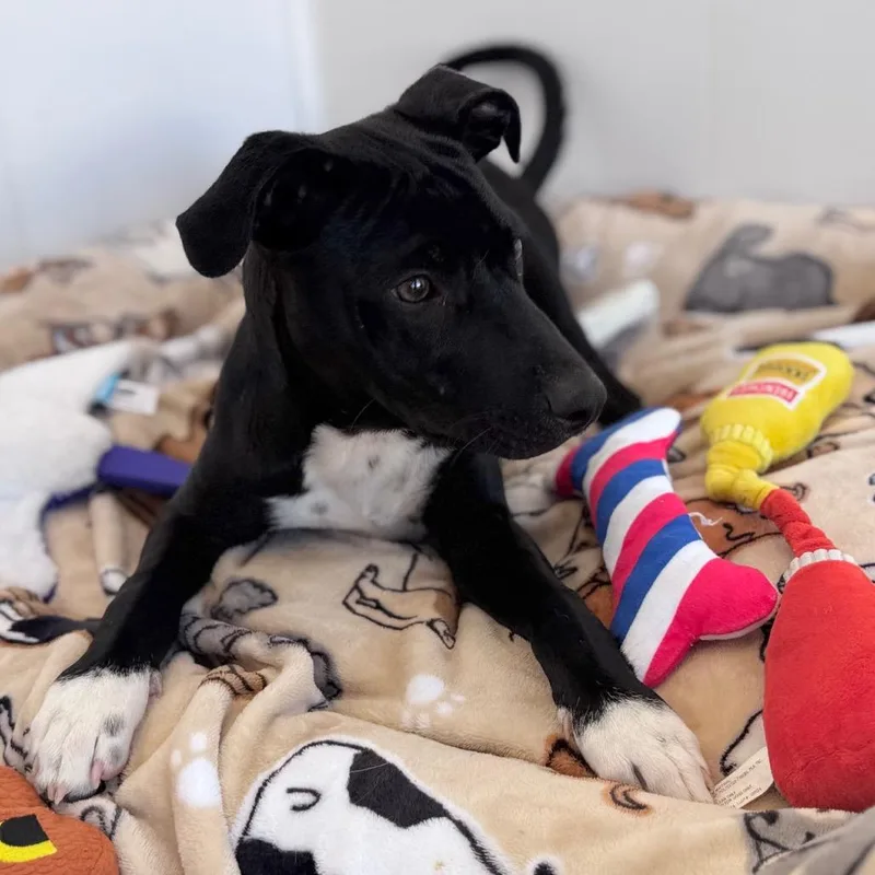 A young medium-sized male Black Terrier dog named Theo for adoption in Green Bay, WI
