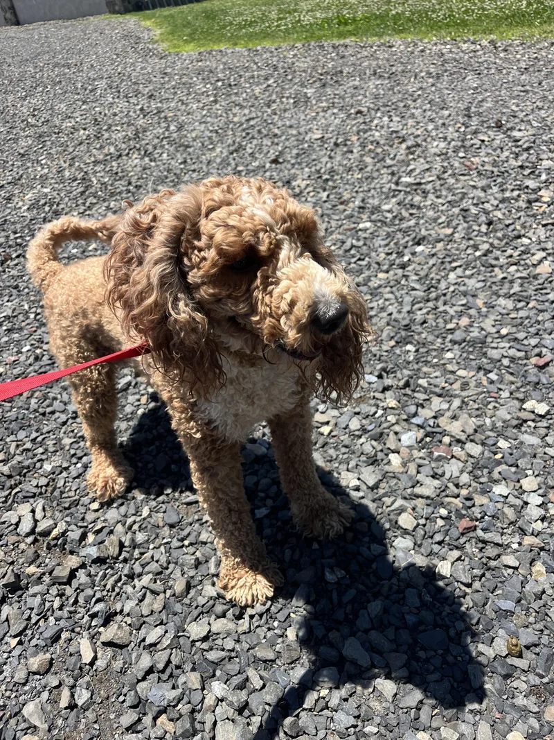 An adult medium-sized male Golden Retriever dog named Georgie for adoption in Havertown, PA