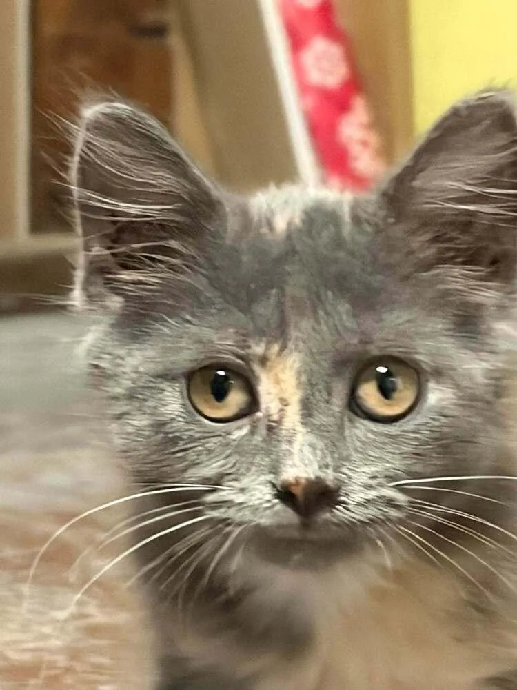 A baby small-sized female Tortoiseshell Domestic Short Hair cat named Peanut Butter Ha. for adoption in Peoria, IL