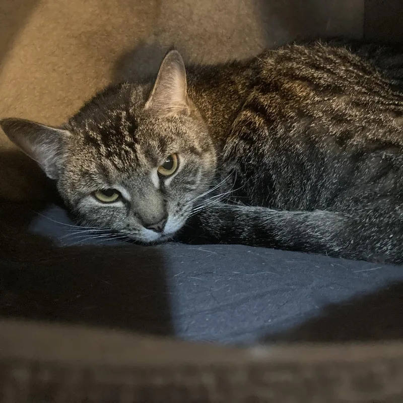 An adult small-sized female Domestic Short Hair cat named Plumpton looking for a for adoption in Manchester, NH