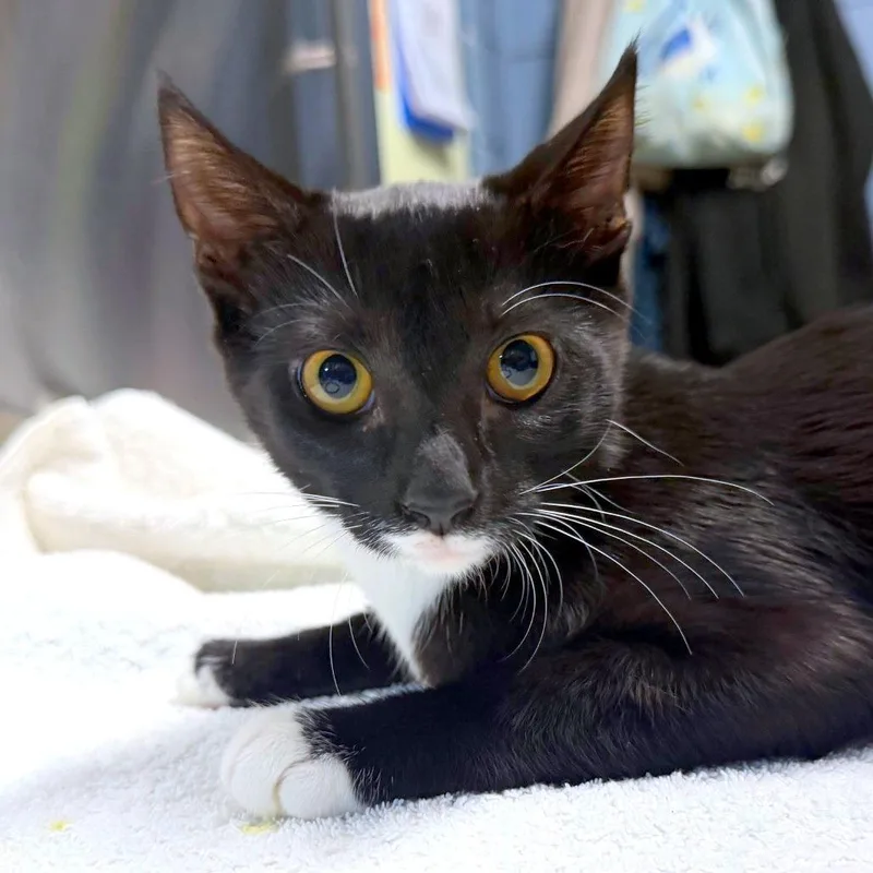 A baby small-sized female Black Domestic Short Hair cat named Luna for adoption in Providence, RI