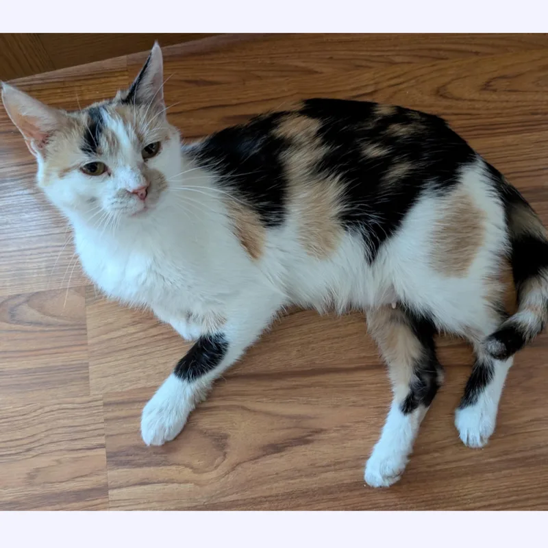 An adult medium-sized female Calico Domestic Short Hair cat named Bebee for adoption in Stoughton, WI
