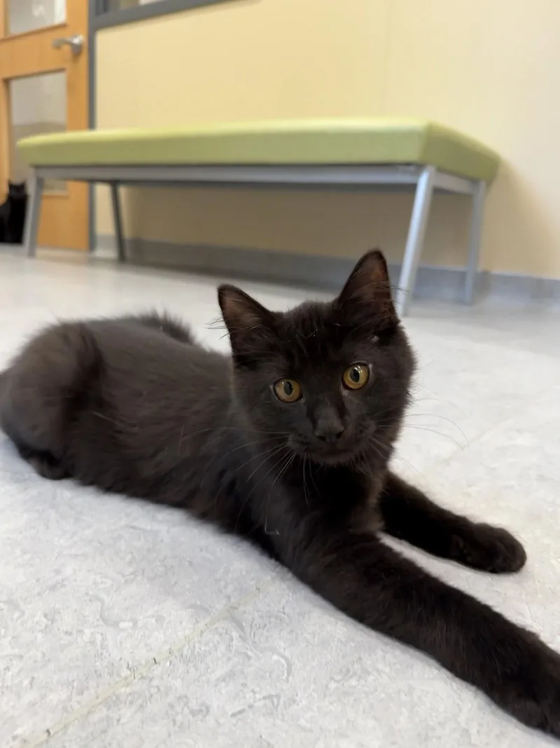 A young medium-sized male Black Domestic Medium Hair cat named Stormfly for adoption in Arlington, VT