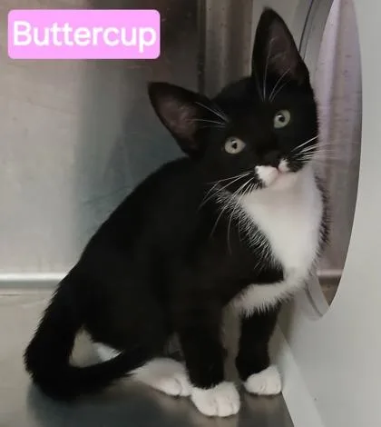 A young medium-sized female Domestic Short Hair cat named Butterball for adoption in Kansas City, MO