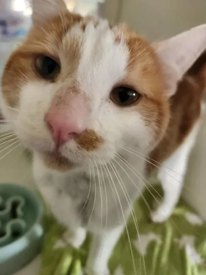 An adult large-sized male Domestic Short Hair cat named Kobalt for adoption in Columbus, IN