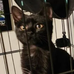 An adult small-sized female Domestic Short Hair cat named Ella for adoption in Cumming, GA