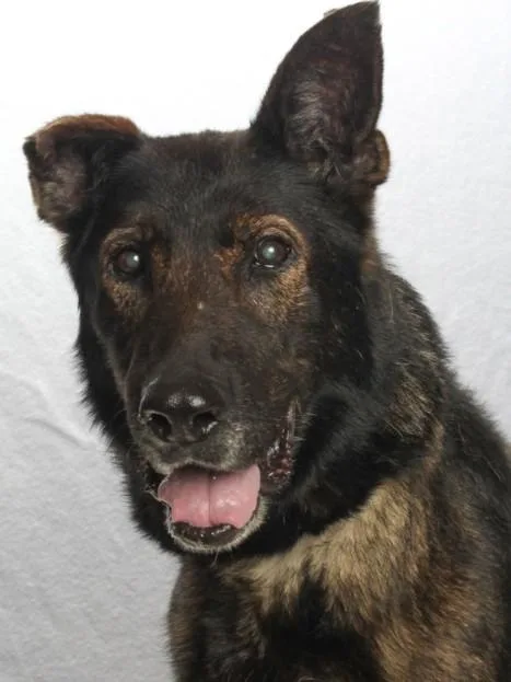An adult medium-sized female Belgian Shepherd / Malinois dog named Lucille for adoption in Burbank, CA