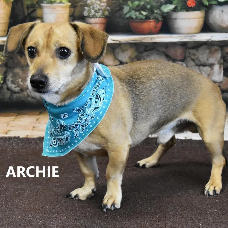 Archie