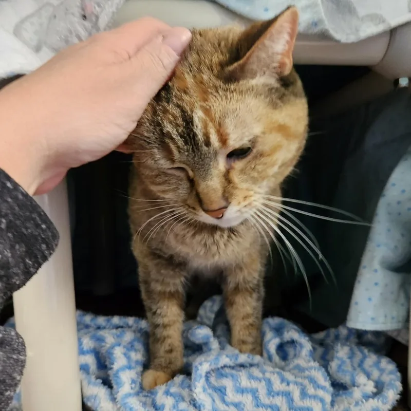 A senior medium-sized female Brown / Chocolate Domestic Short Hair cat named Beignet for adoption in Grand Rapids, MI