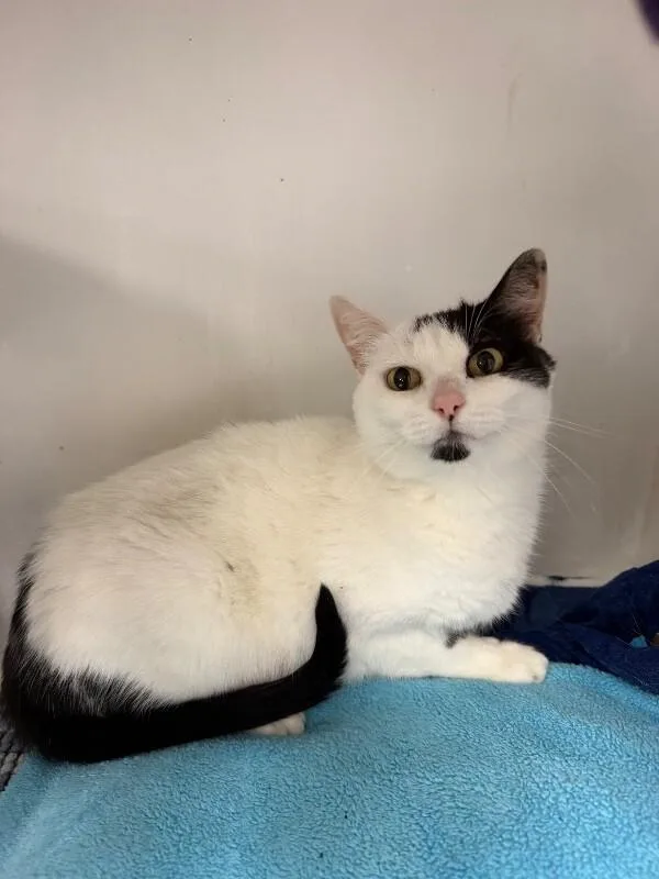 An adult medium-sized female Black & White / Tuxedo Tuxedo cat named Eva for adoption in Belton, MO